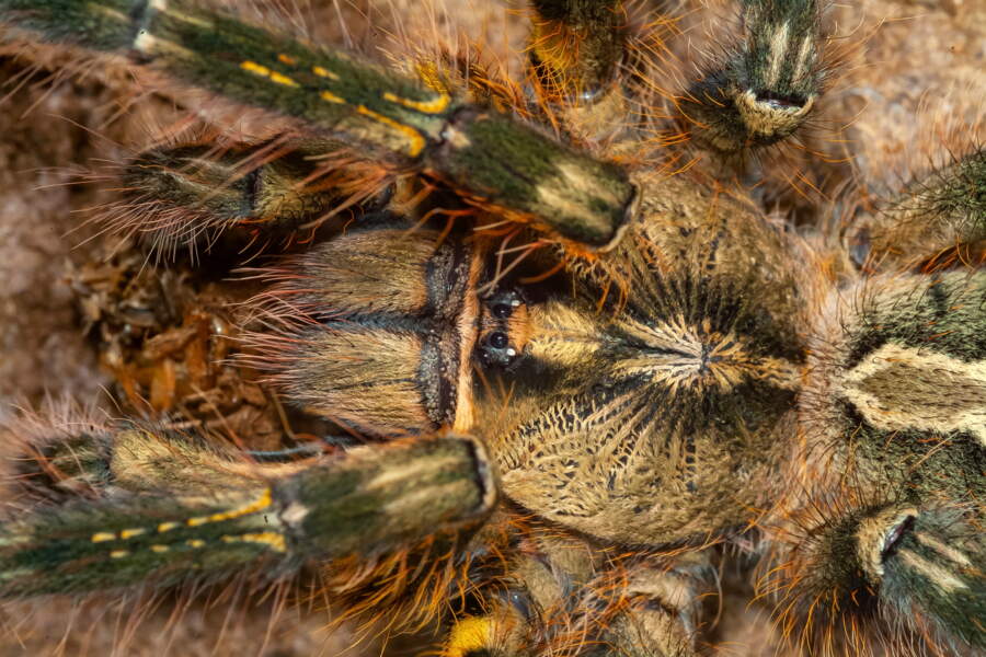 Les 7 plus grosses araignées du monde GEO