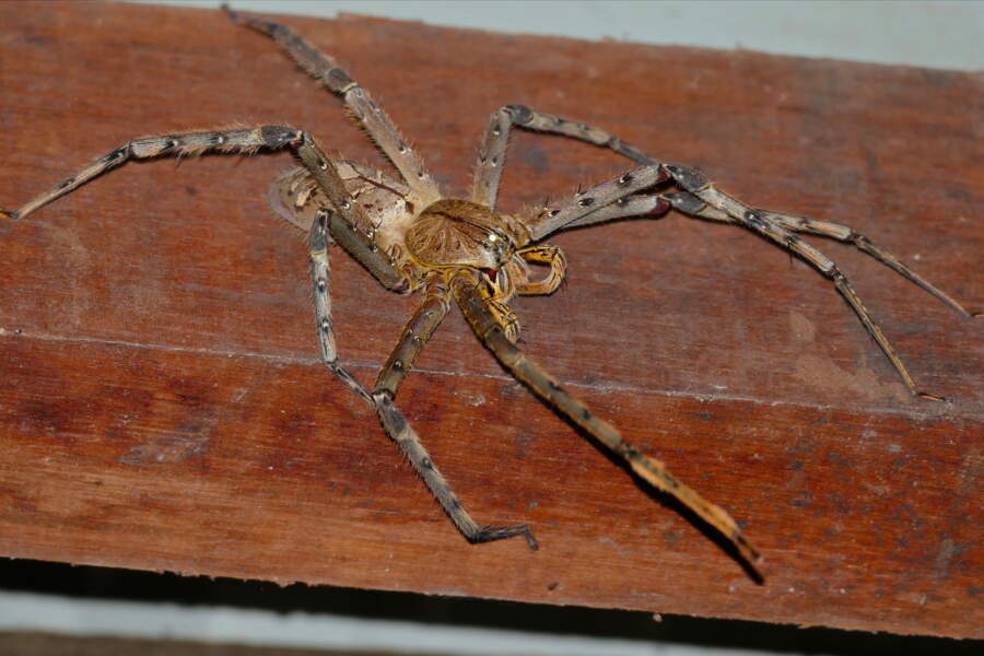 Les 7 plus grosses araignées du monde GEO