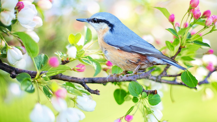 Les Oiseaux Ont Ils Un Bon Odorat Ca M Interesse Les Oiseaux Ont Ils Un Bon Odorat Ca M Interesse