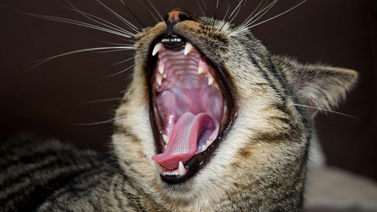 Avoir Un Chat Dans La Gorge Definition Pourquoi Dit On Avoir Un Chat Dans La Gorge Ca M Interesse