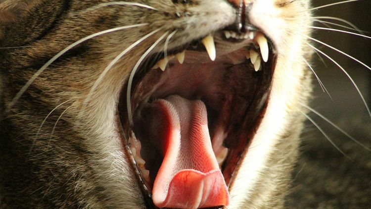 Pourquoi Dit On Donner Sa Langue Au Chat Ca M Interesse