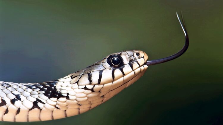 Serpent Des Iles De La Mediterranee Hebergent Des Couleuvres Geantes Ca M Interesse Serpent Des Iles De La Mediterranee Hebergent Des Couleuvres Geantes Ca M Interesse