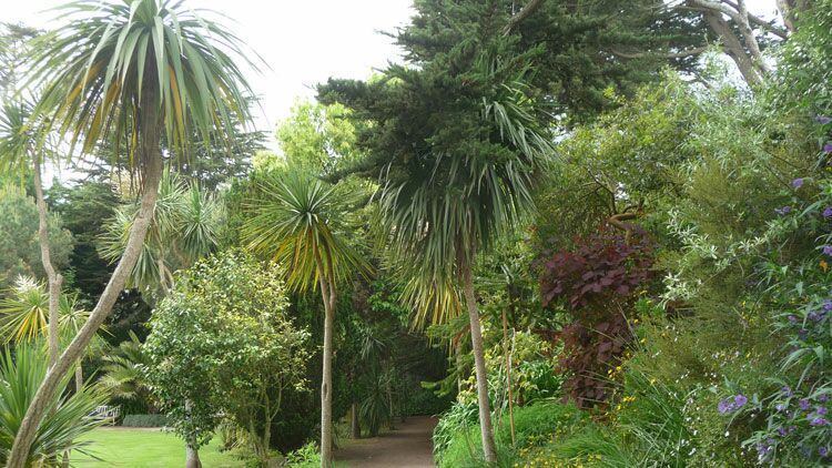 Comment Faire Pousser Un Jardin Tropical Ca M Interesse