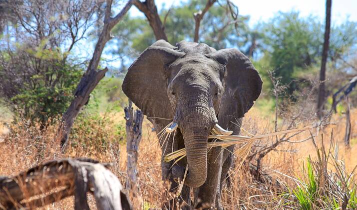 Le Botswana lève l'interdiction de chasser l'éléphant