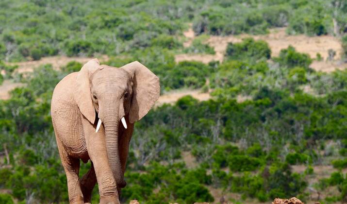 Afrique du Sud : les ânes sous haute protection contre le trafic vers la Chine