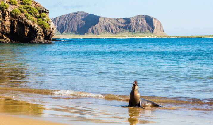 Aux Galápagos, 1400 iguanes réintroduits sur une île deux siècles après leur disparition