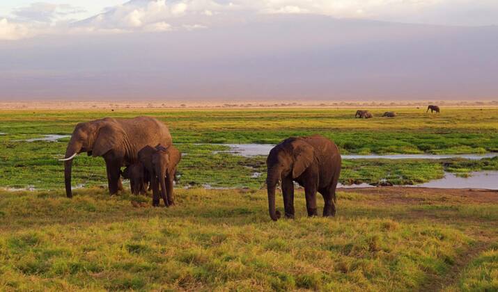 Et si vous adoptiez un éléphant du Kenya ?