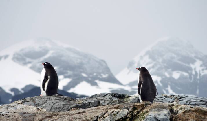Les restes d'une ancienne colonie de manchots Adélie exhumés en Antarctique