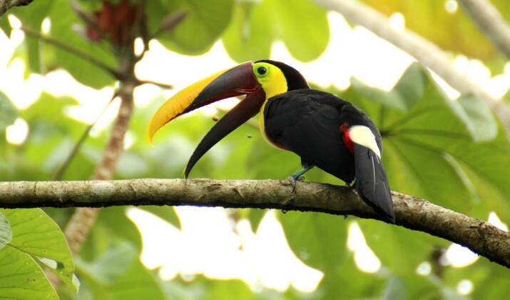 Au Costa Rica, des singes pourraient avoir changé de couleur à cause des pesticides