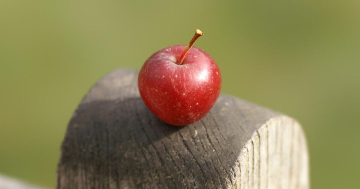 Petite pomme geo norge