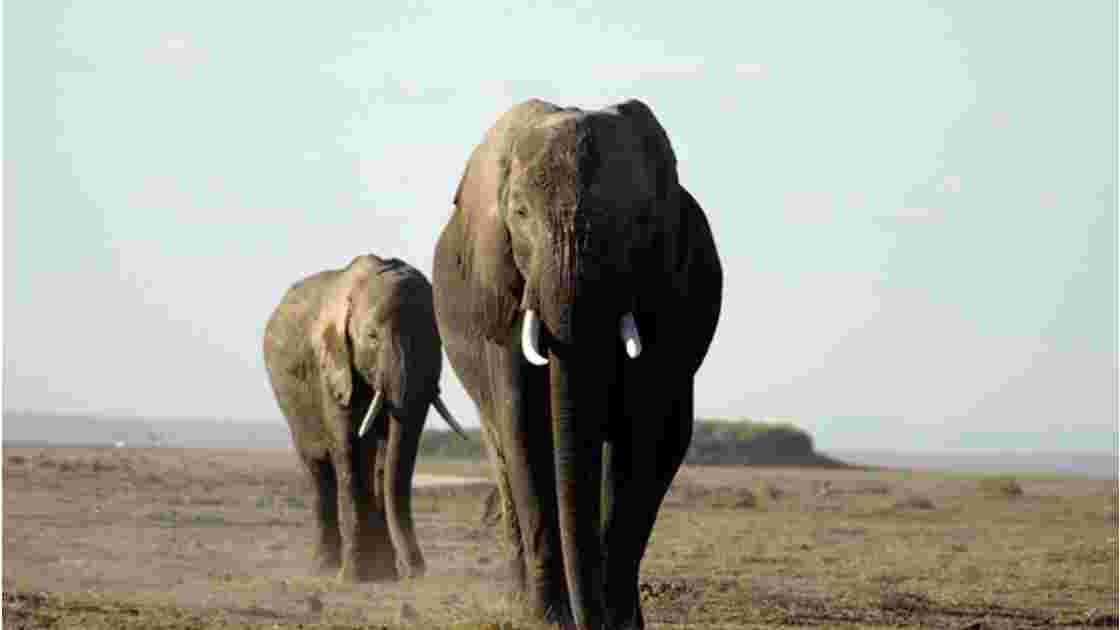 Elephants, Kenya