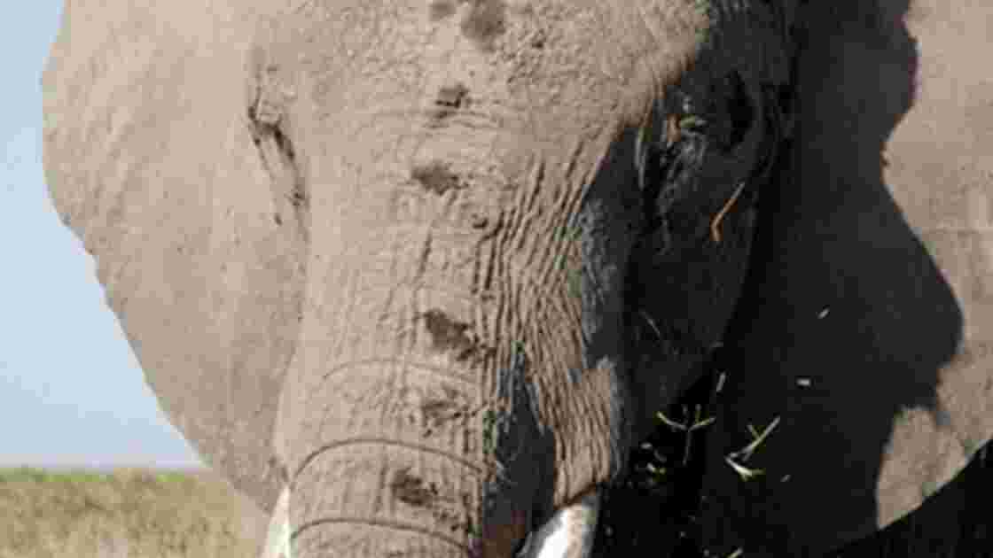 Elephant, Kenya