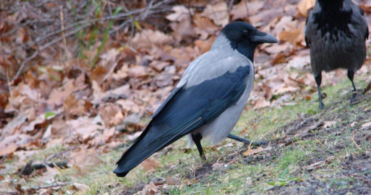corneille mantelée, Geo.fr
