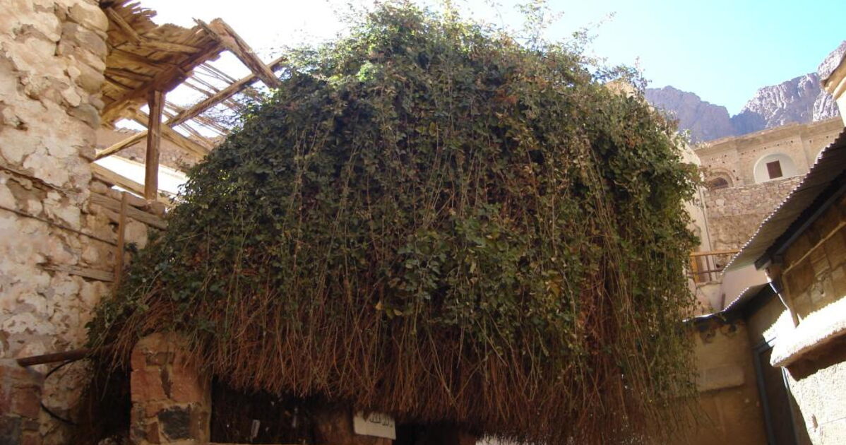 Le Buisson Ardent, Le célèbre Buisson Ardent Geo.fr
