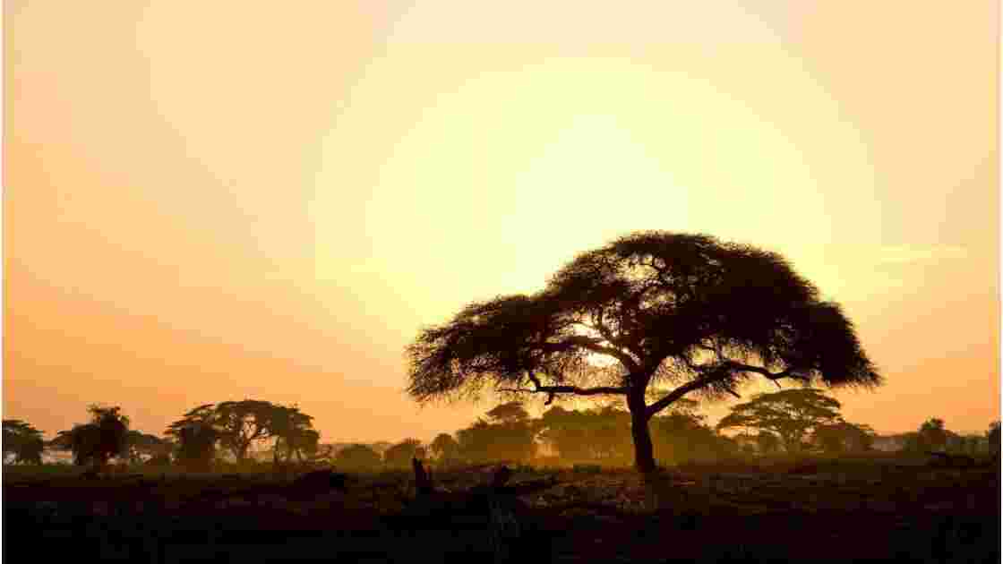 Coucher de soleil dans la parc Amboseli