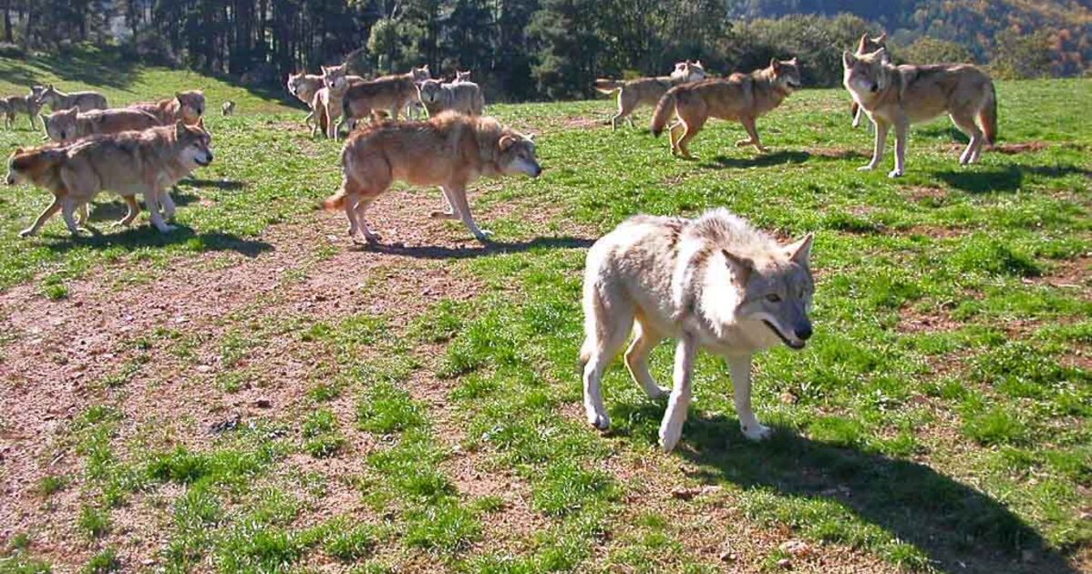 Faim de promo loup
