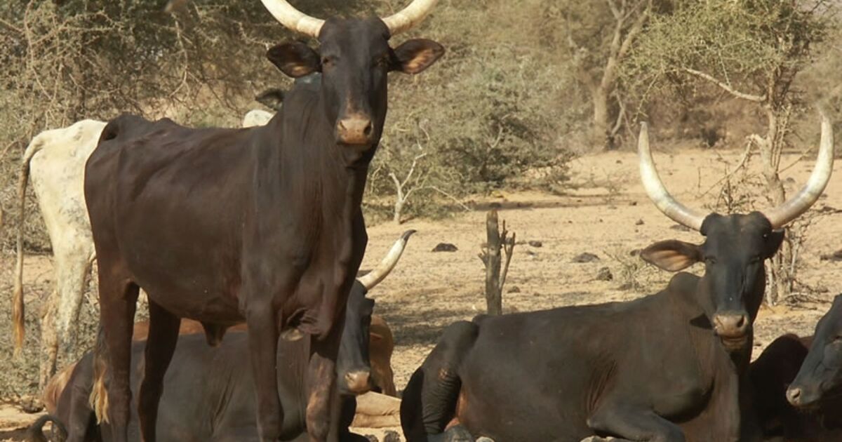 vaches village 20km nord Bani Bangou.jp, Geo.fr