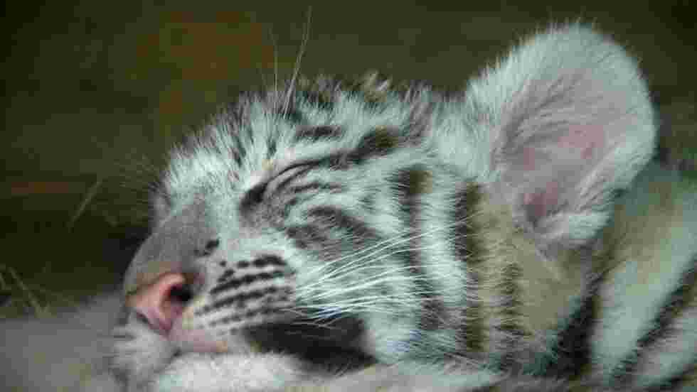 Bebe Tigre Blanc Endormi Fond D Ecran Gratuit Geo Fr