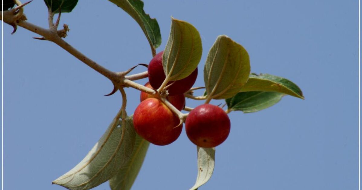 Jujube Sur Les Bords Du Niger Le Jujubier Sauvage Geo Fr