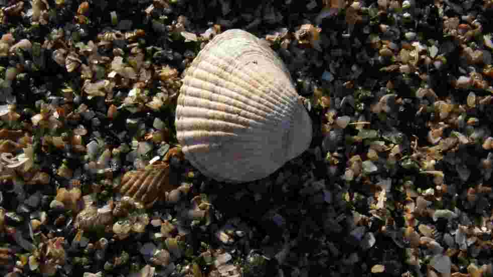 Coquillage Fond D Ecran Gratuit Geo Fr