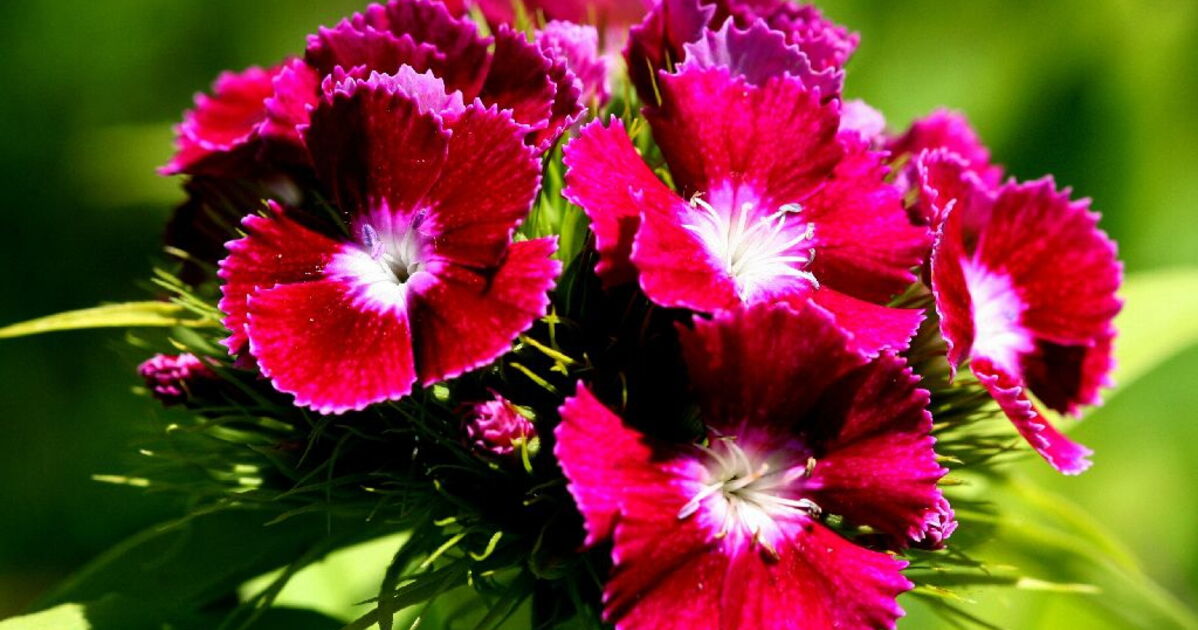 Oeillet De Poète Hirondelle Varie Série 1 Sachet Graines 1,5 G - Vilmorin