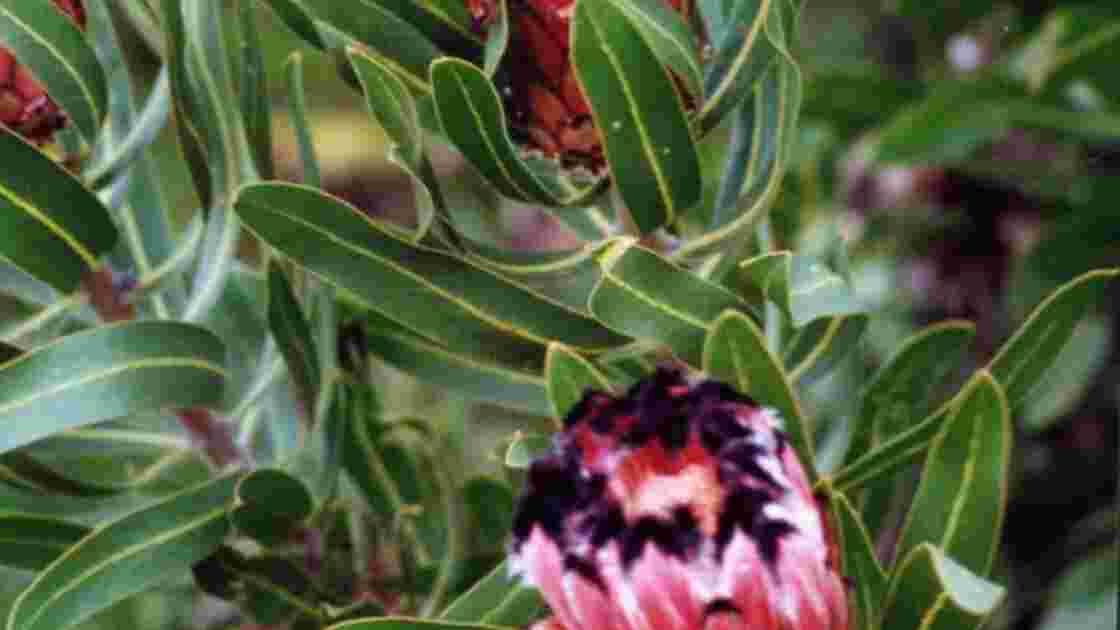 Cap fleurs de Protea.jpg