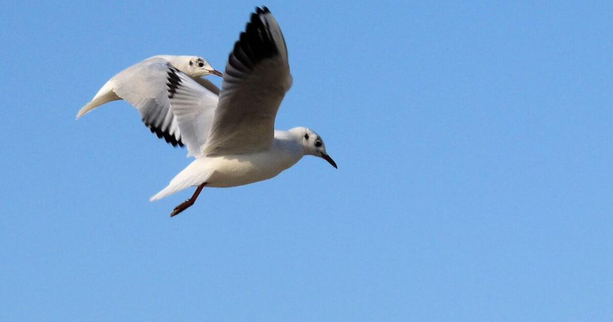 Mouettes En Vol Dans Le Jardin Des Tuileries Cet Geo Fr