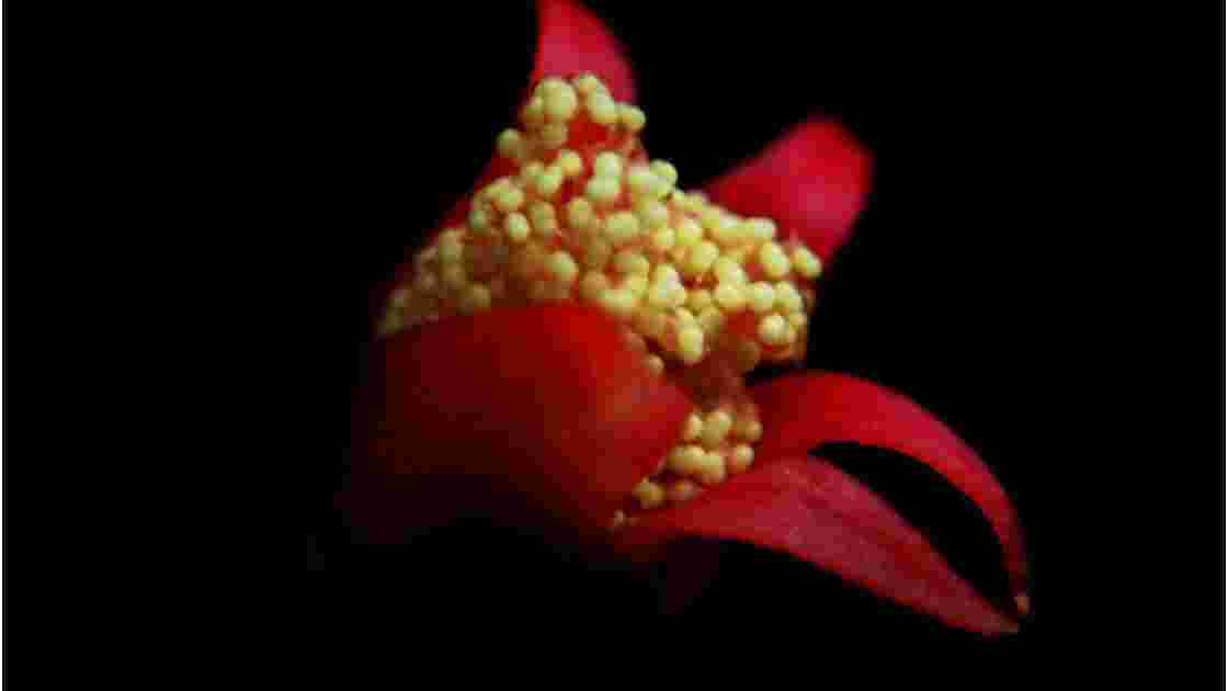 ricin fleur.jpg