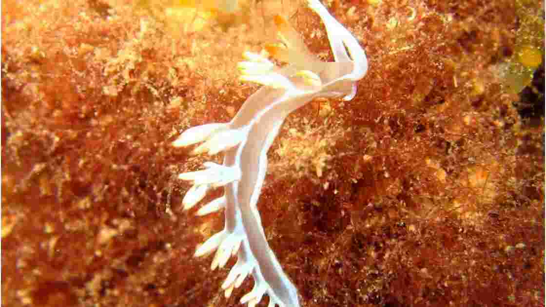 Flabelline babaie ( nudibranche ).jpg