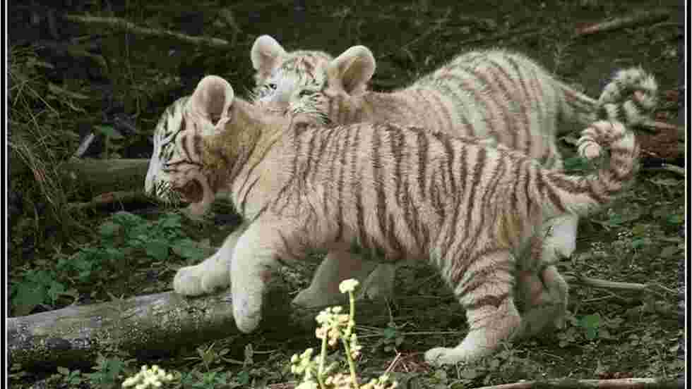 Bebes Tigres Blancs Fond D Ecran Gratuit Geo Fr