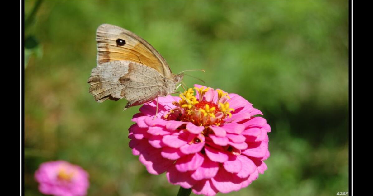 papillon a l