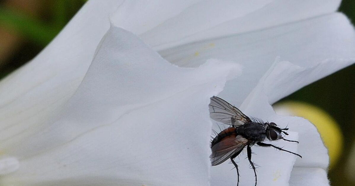 La mouche qui a piqué le modérateur...., - Geo.fr