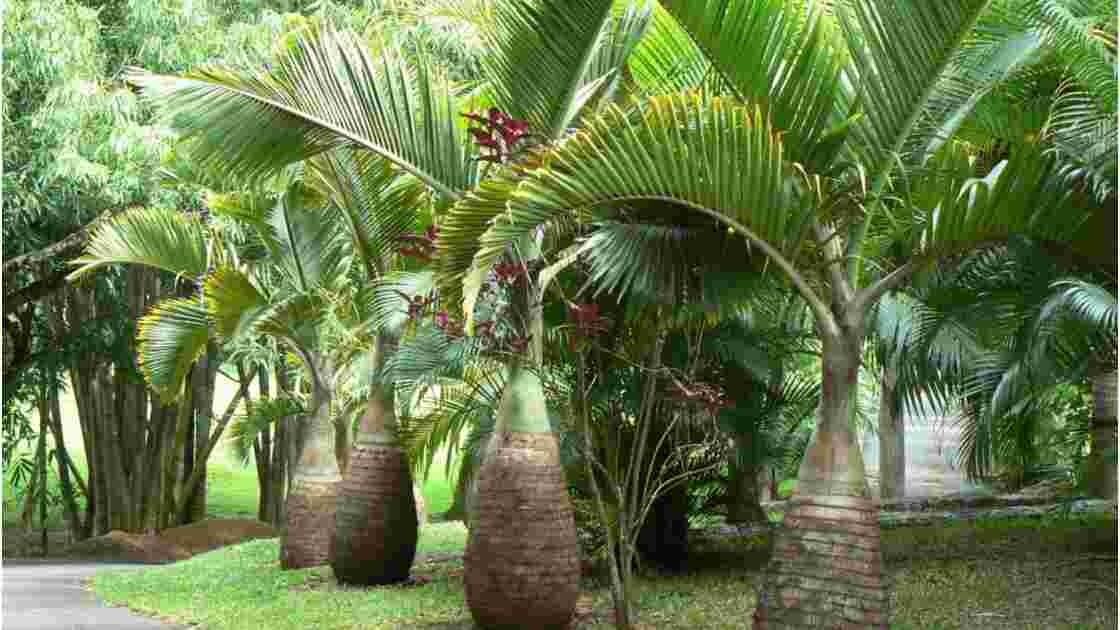 L'entrée du jardin de Pamplemousses., Au NO de P1 Geo.fr