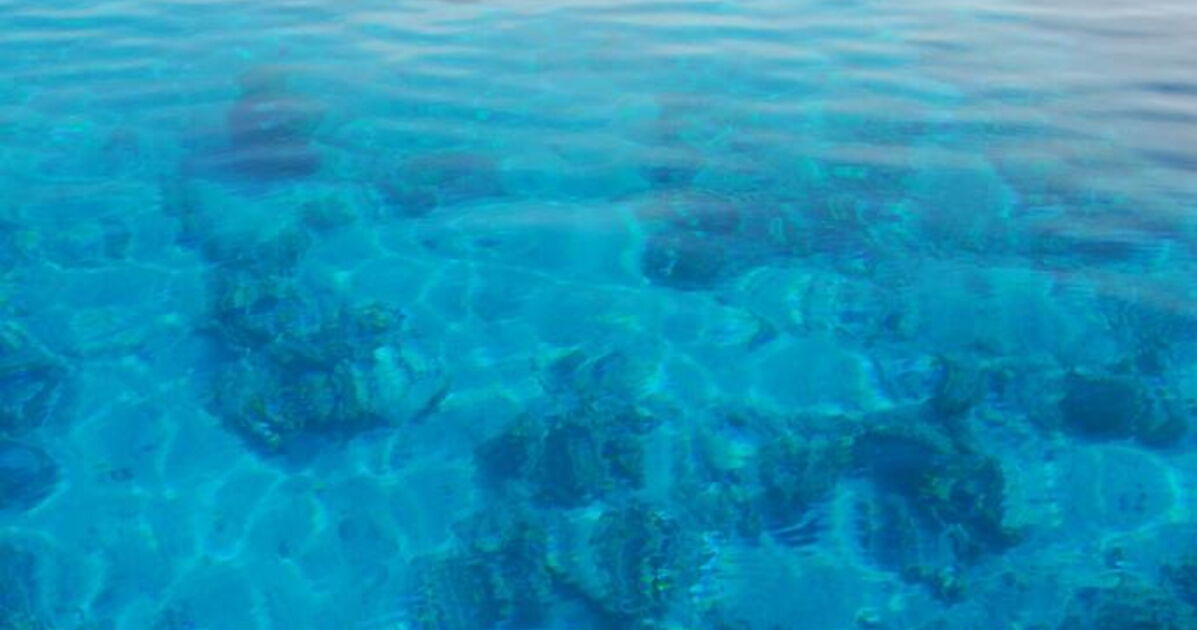 Mer Rouge, Fonds de corail de la Mer Rouge au sud1 Geo.fr