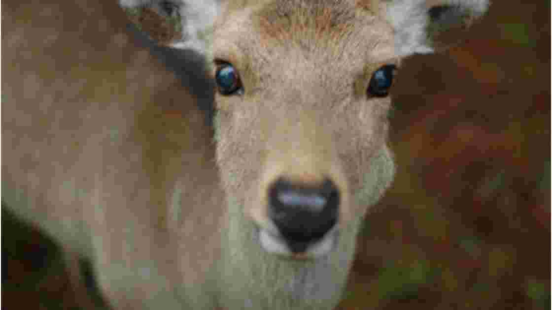 Deer Nara