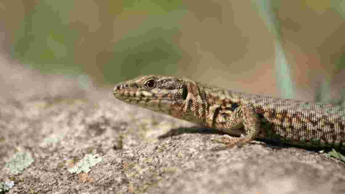 Lézard !, - Geo.fr