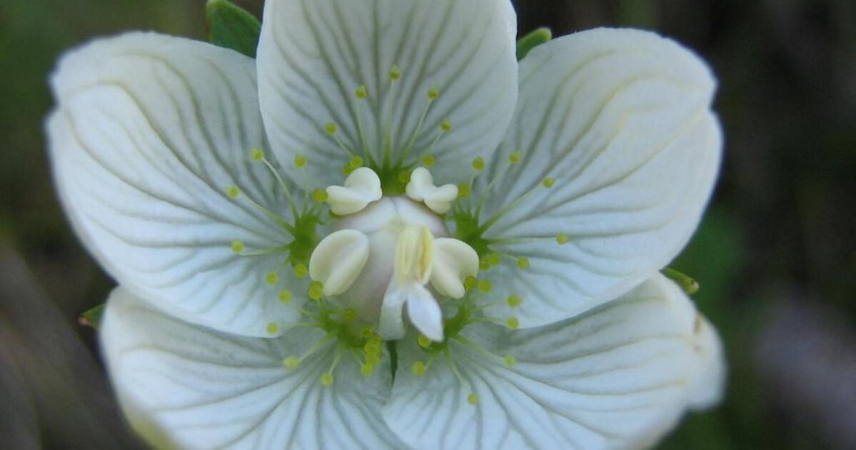 Parnassie des marais, Photo prise dans les Alpes1 Geo.fr