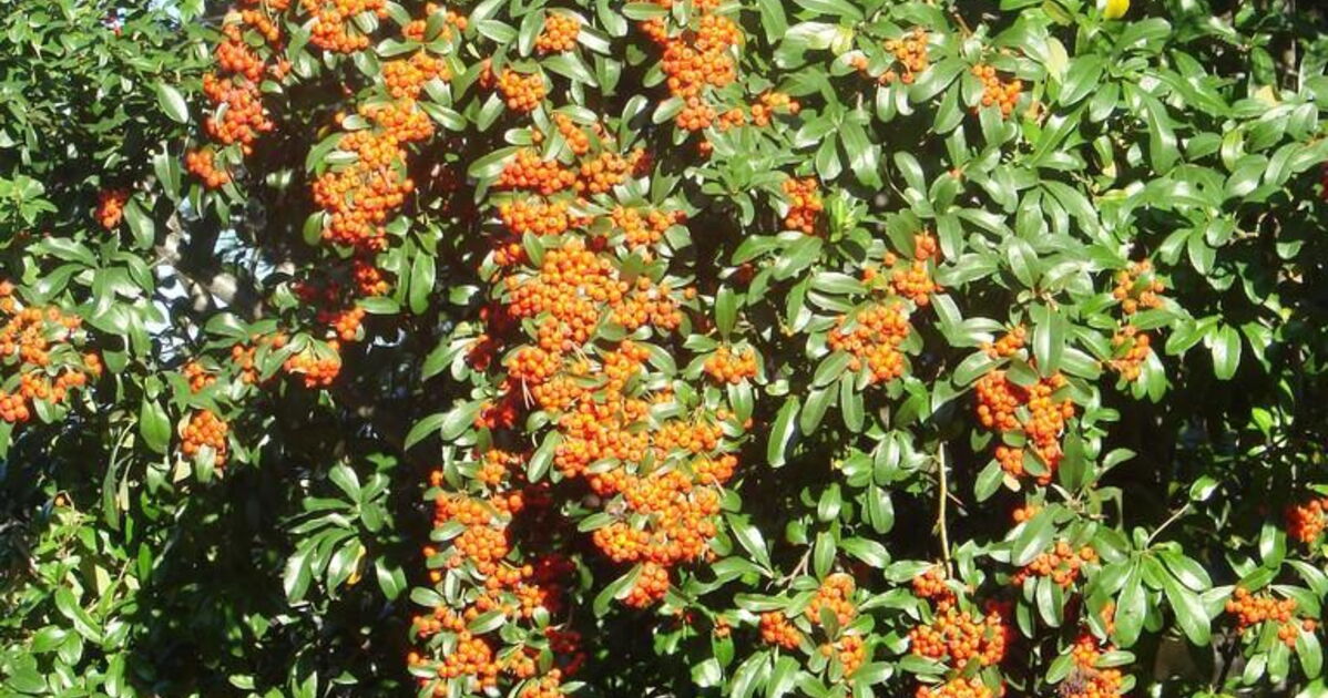 Buisson ardent , Geo.fr