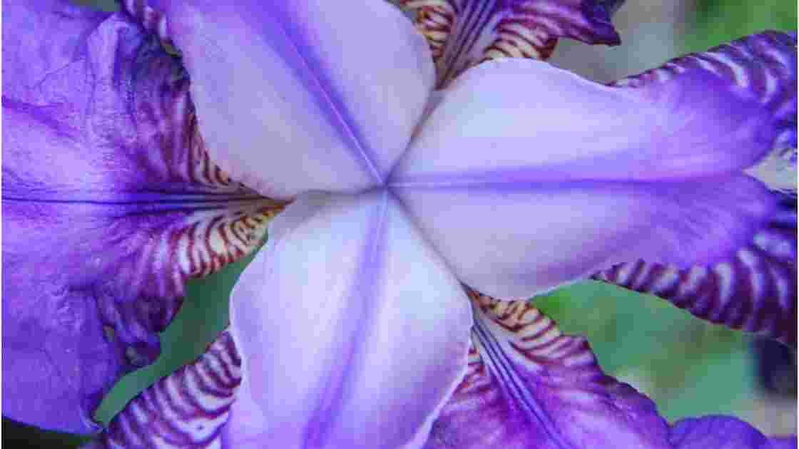 interlude n°7 :coeur d'iris sauvage