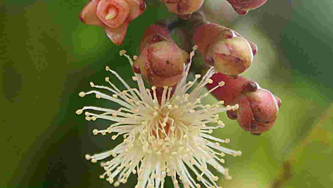 8 Fleurs du giroflier _montage., Giroflier Cet arbre... Geo.fr