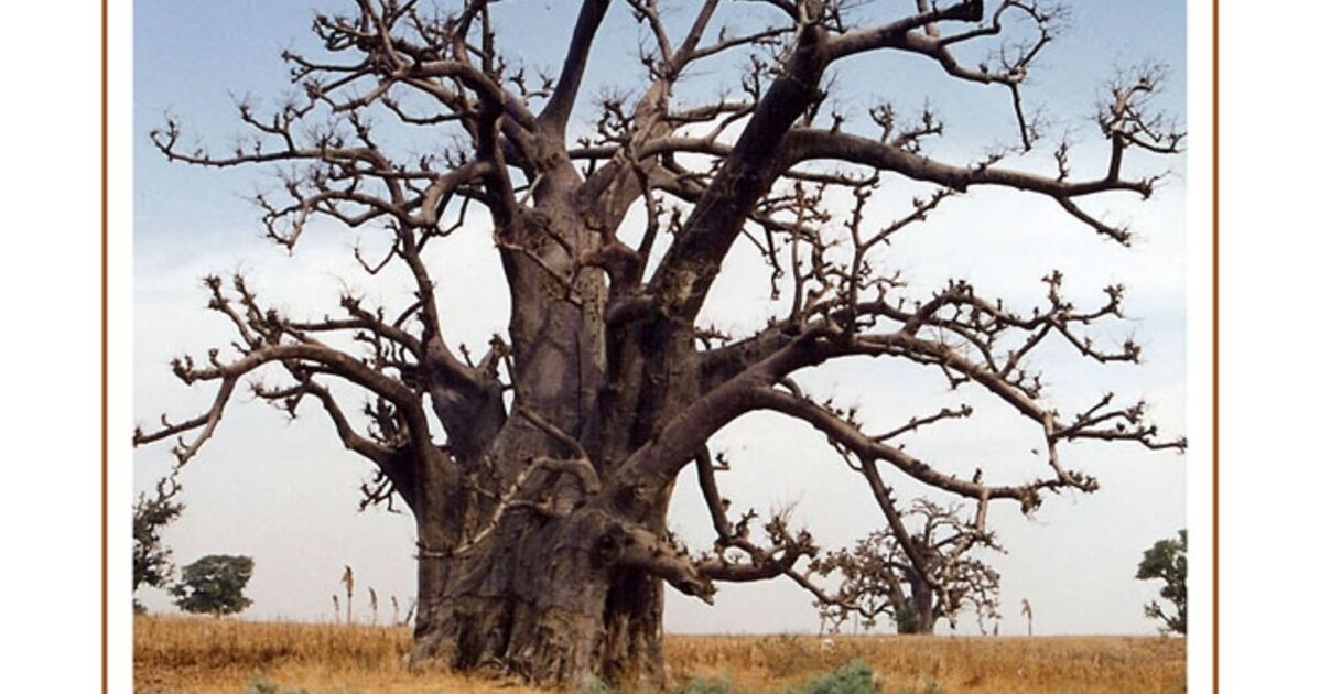 Baobab Emblème Du Sénégal, Le Baobab Signifie: “arbre... - Geo.fr