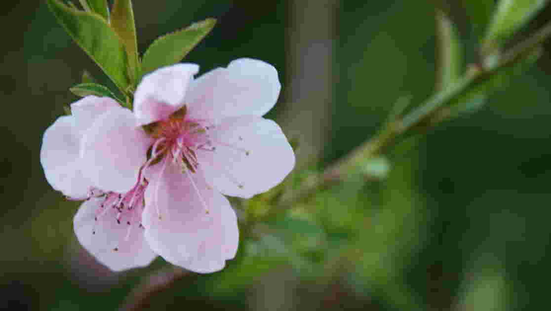 Fleurs de pêcher, L'hiver fleurit... - Geo.fr