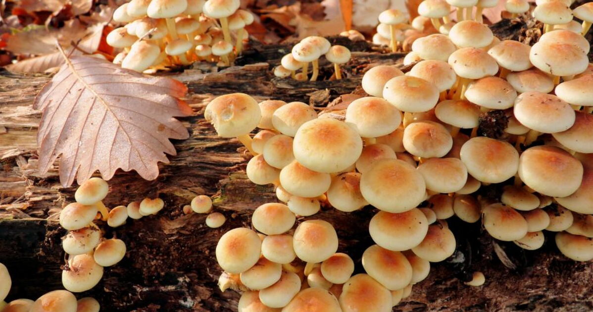 Champignons de souche, Geo.fr