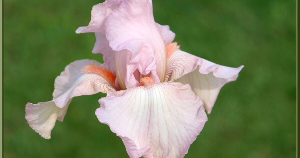 Iris rose pâle au jardin_P4237246.JPG, Pied ramen1 Geo.fr
