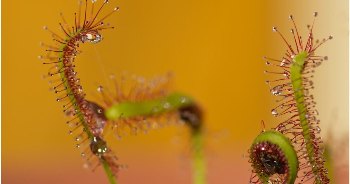 Belle et dangereuse bis, Geo.fr