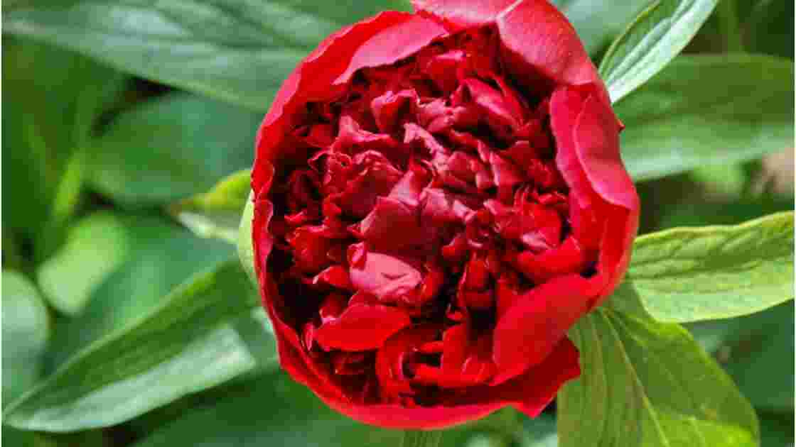 bouton de pivoine, - Geo.fr