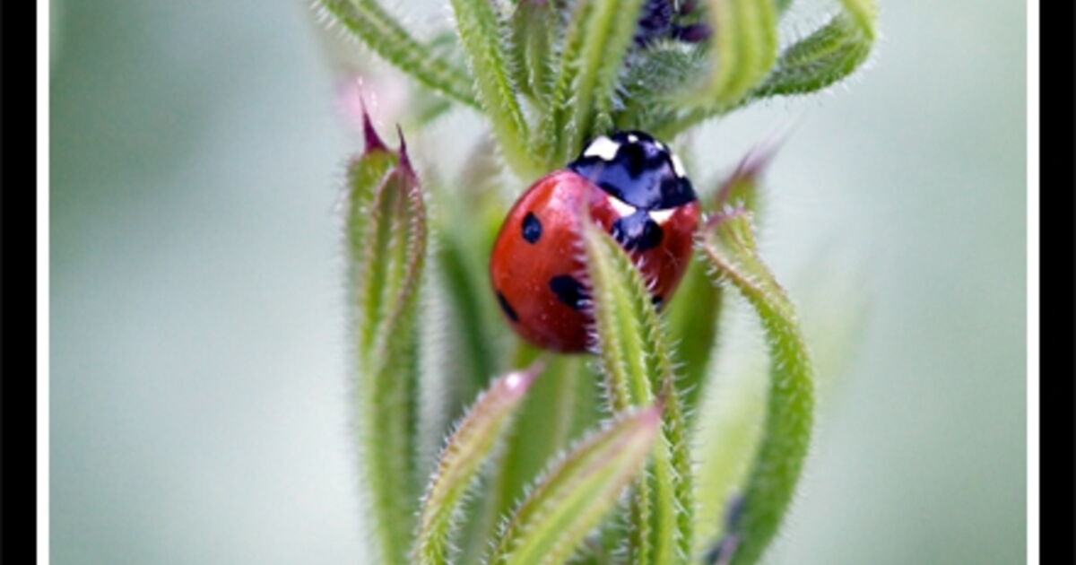 Coccinelle, demoiselle......jpg, - Geo.fr