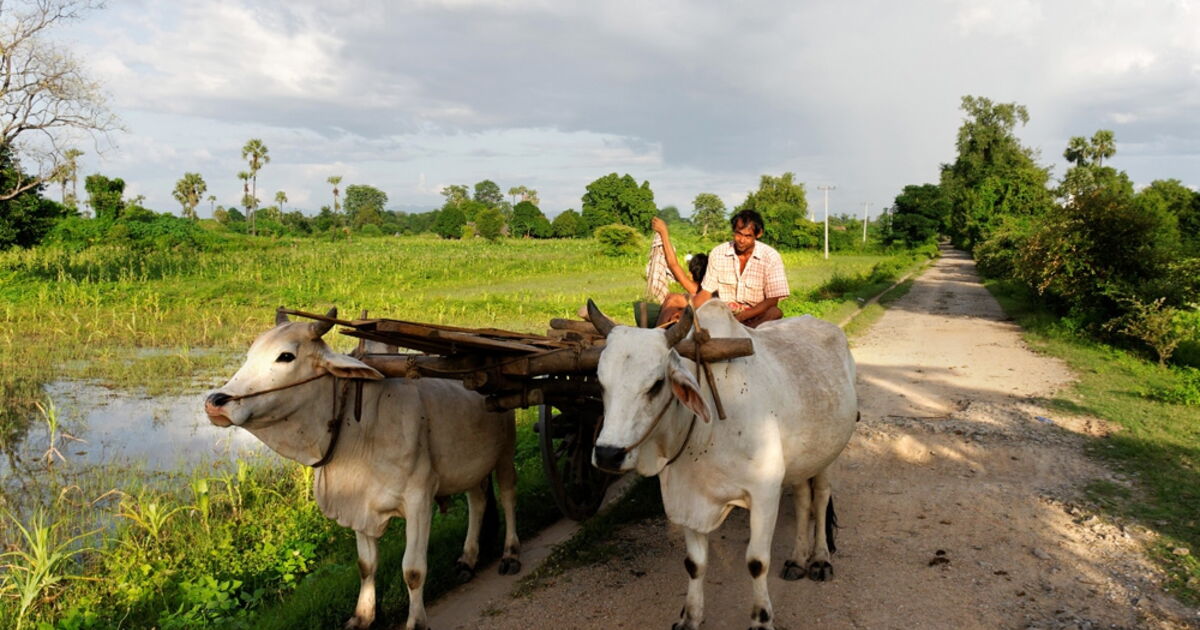 le chariot à boeuf, Geo.fr