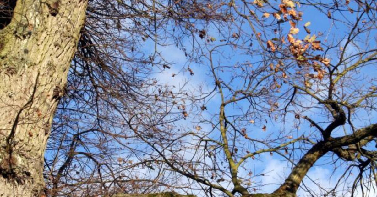 Parc de Nogent le Roi, Geo.fr