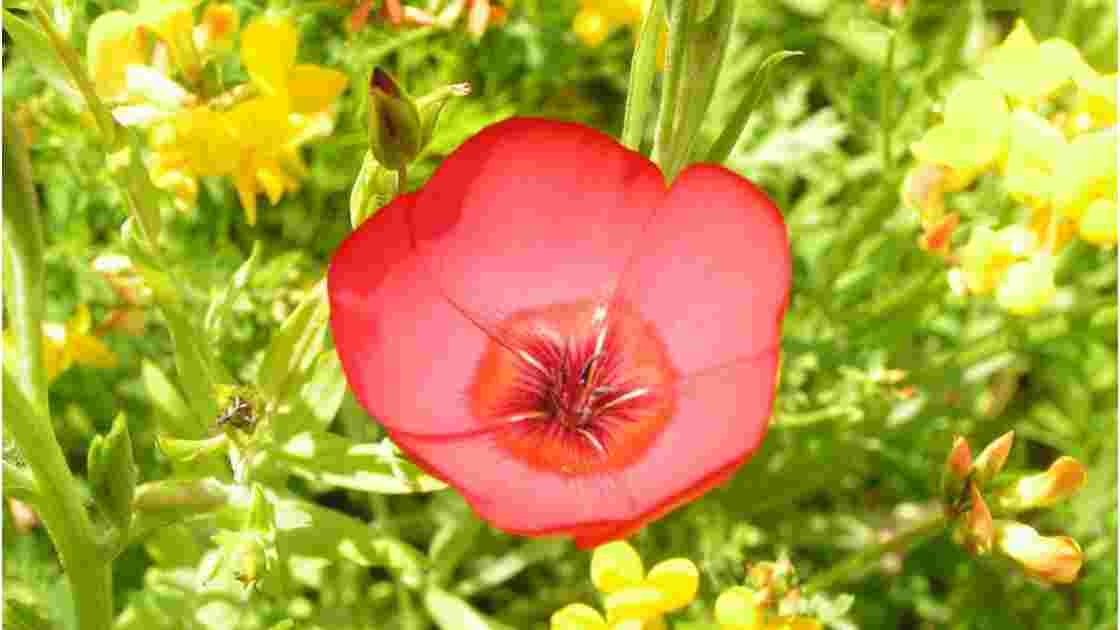 portrait d'une petite fleur rouge, je la couvais1 - Geo.fr